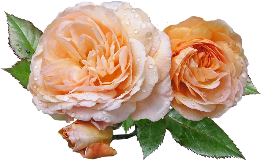 Two Flowers Png Hd Download
