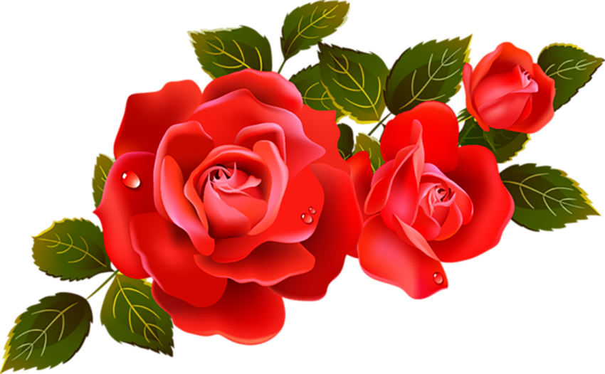 Two Red Rose Flower PNG Images New