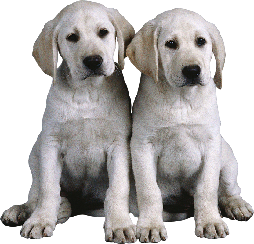 Two White Sitting Dog PNG Images HD