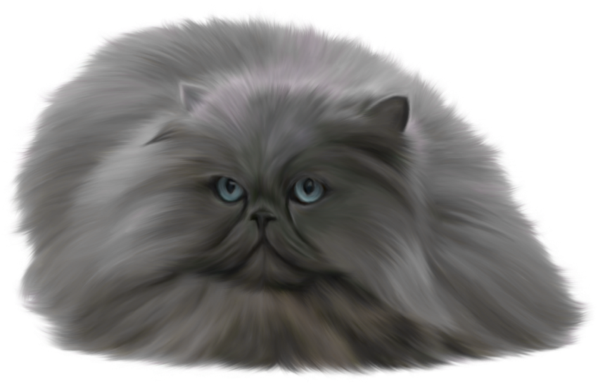 Unique Cat PNG  Download Full HD