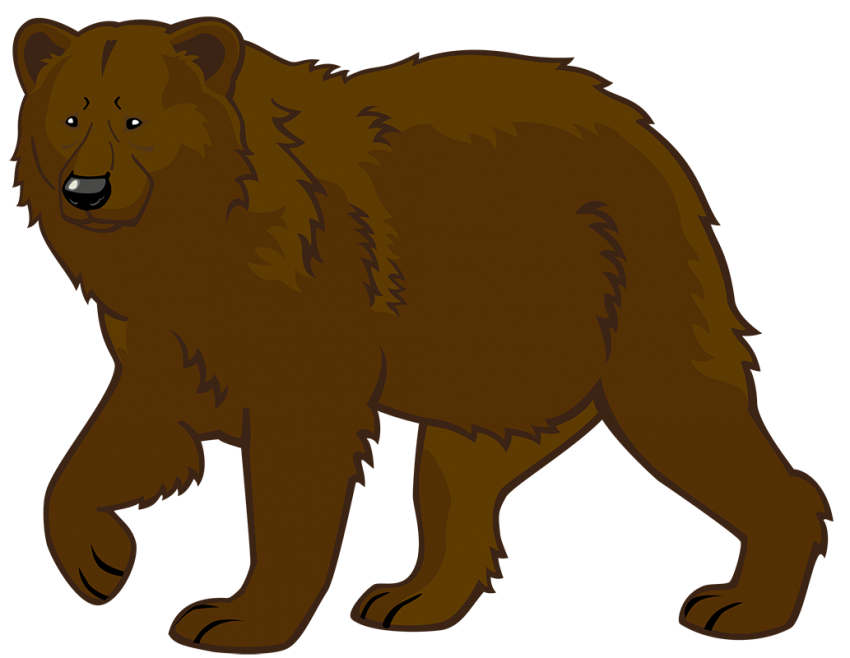 Vector Bear PNG Images Download HD