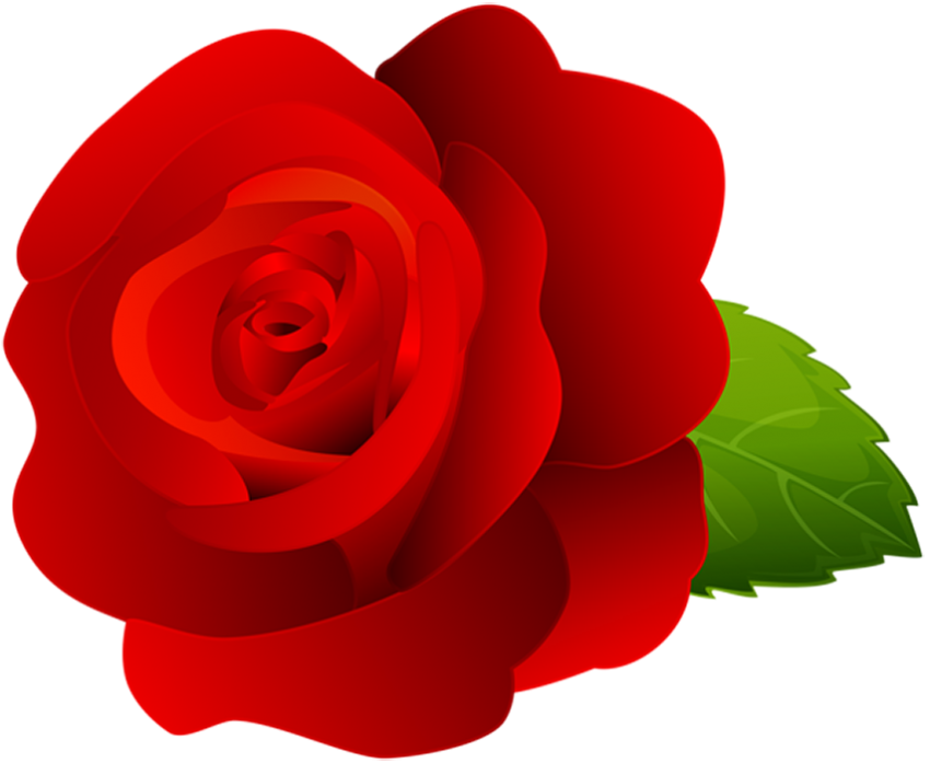 Vector Red Rose Flower PNG Download
