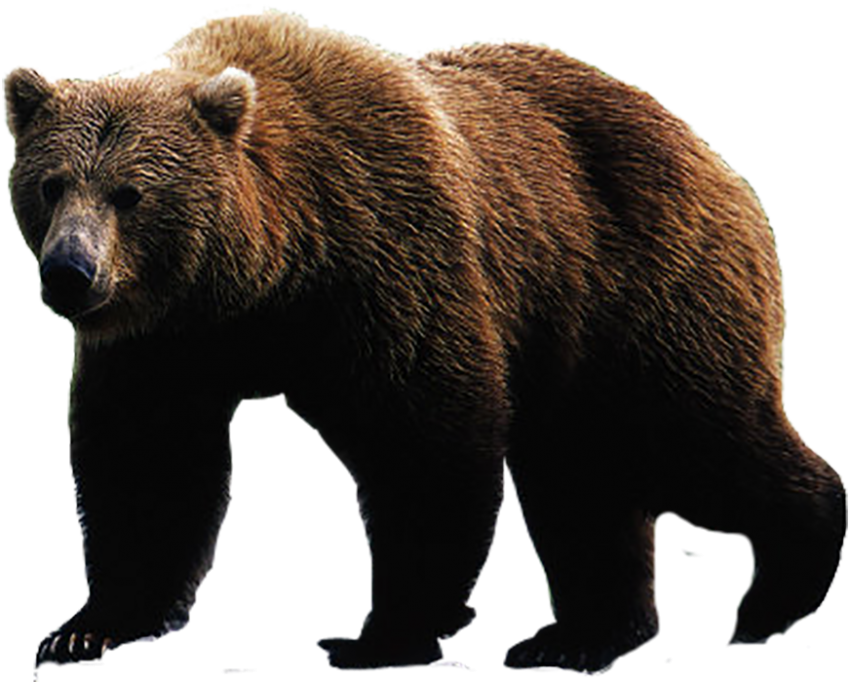 Walking Bear PNG Images Download Free