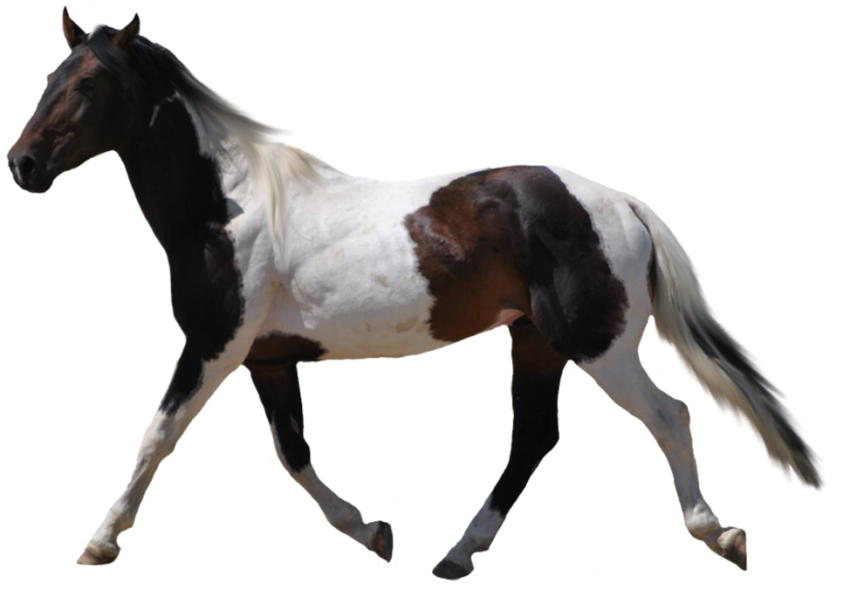 Walking Horse Transparent PNG Images