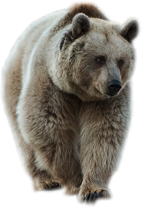 White Bear Walking PNG Images Download