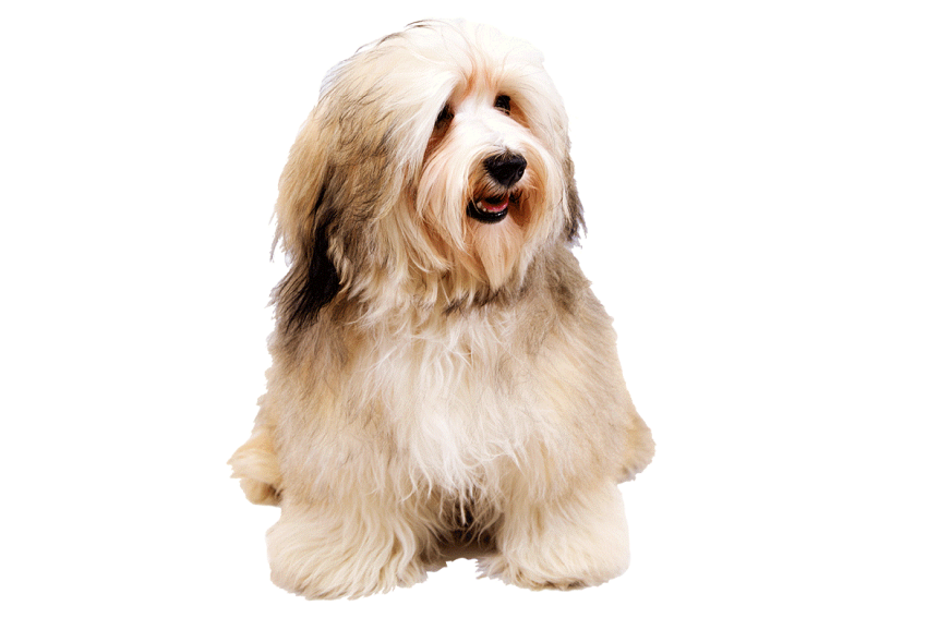 White Beautiful Puppy Dog PNG Images