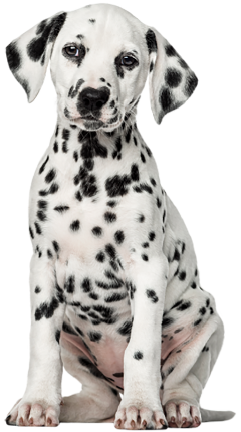 White Black Sitting Dog PNG Images Hd