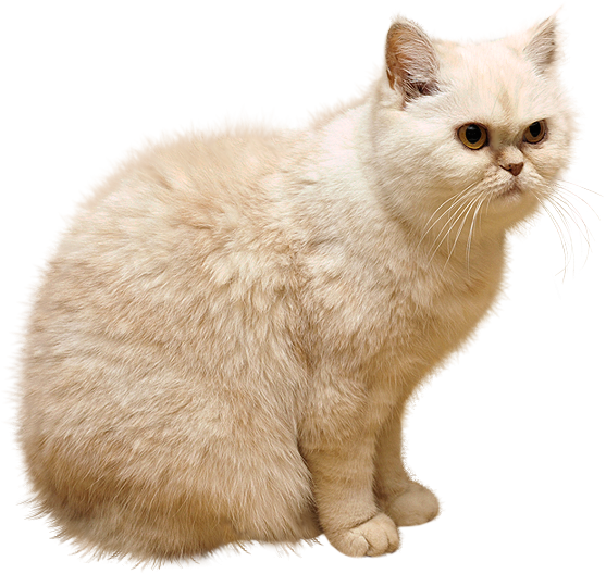 White Cat PNG Full Hd Download