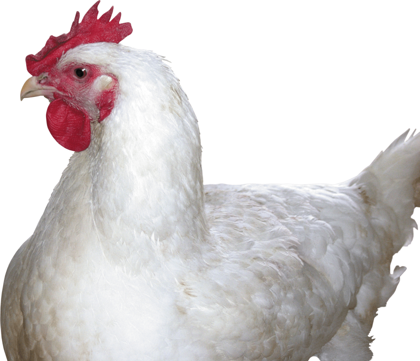 White Chicken Sitting Transparent PNG