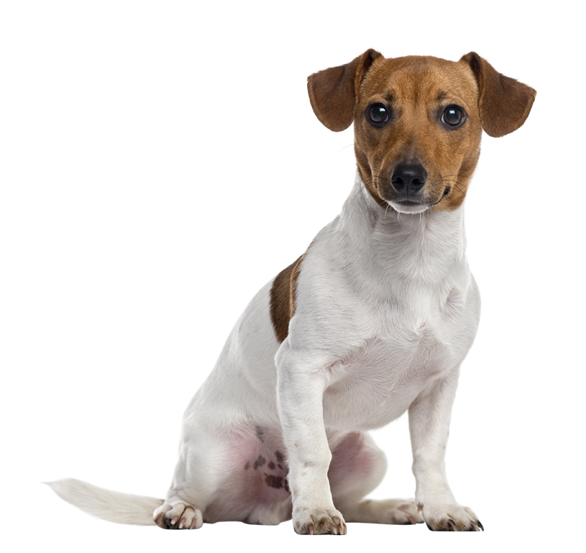White Dog Sitting Hd PNG Images