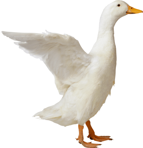 White Duck Transparent PNG