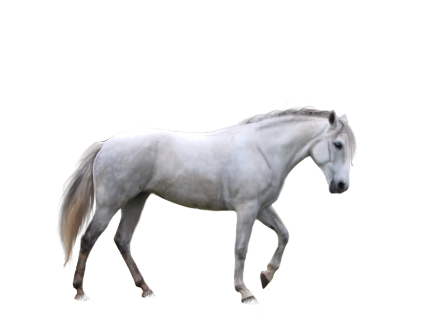 White Horse Transparent PNG Hd