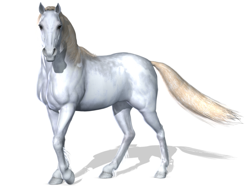 White Horse Transparent PNG Images Hd