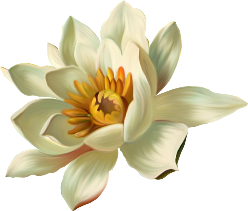 White Lotus Flower Hd PNG Download