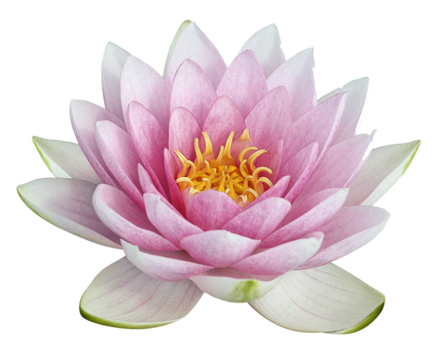 White Lotus Flower PNG Download