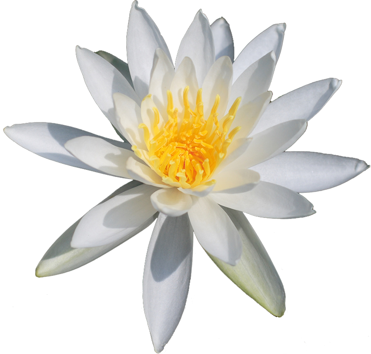White Lotus Flower PNG Images Download