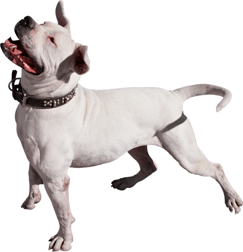 White Pitbull Dog PNG Images Download