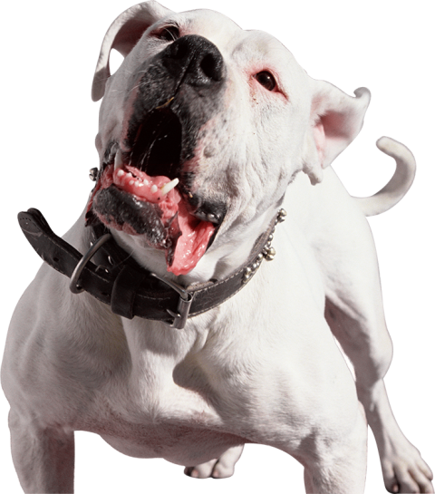 White Pitbull Dog PNG Images Download HD