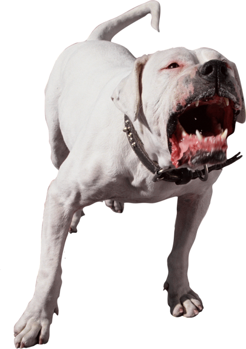 White Pitbull Dog PNG Images Full HD