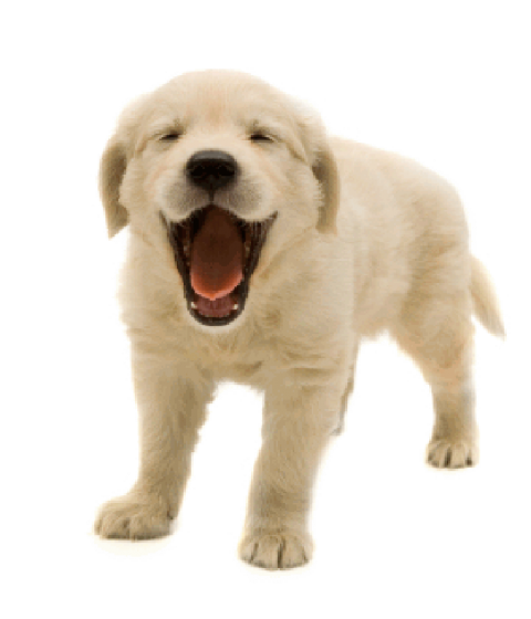 White Puppy Dog PNG Images Hd