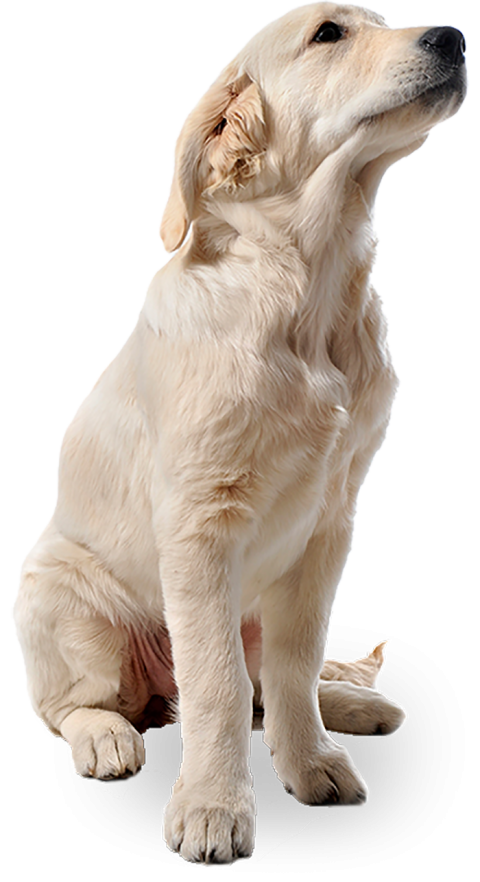 White Real Dog Png Images Download
