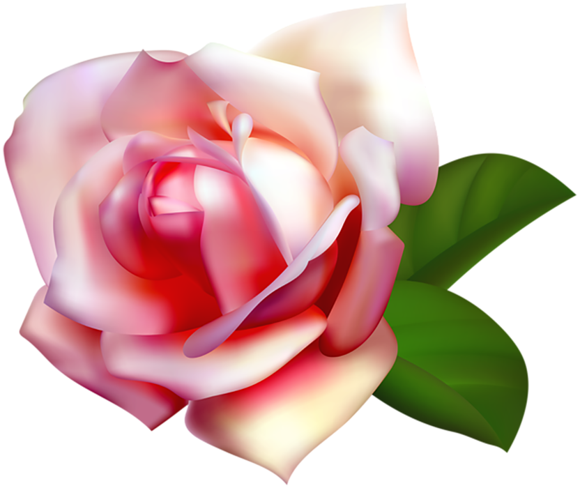 White Red Rose Flower PNG Hd