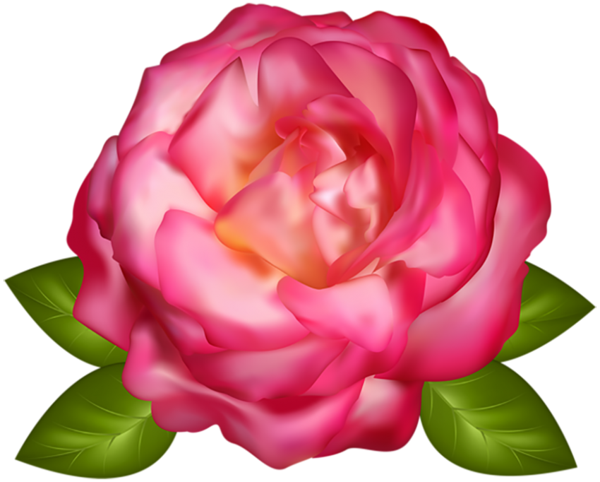 White Red Rose Flower PNG Image