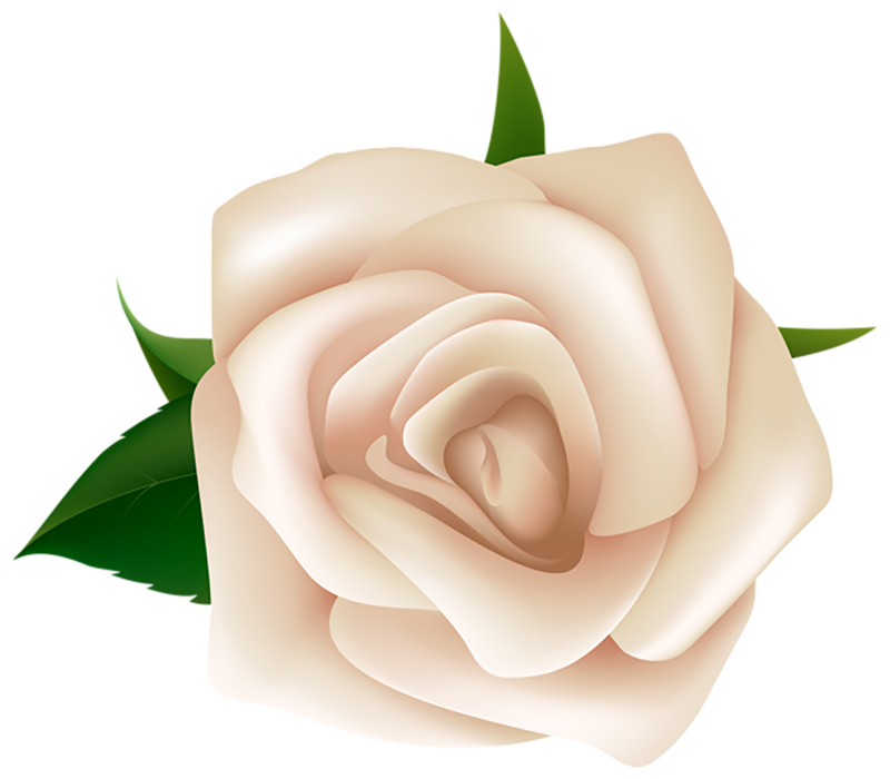 White Rose Flower HD PNG Image