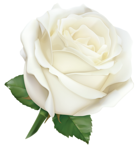 White  Rose Flower Single PNG HD
