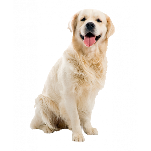 White Sitting Dog PNG Images Full HD