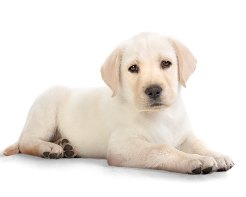 White Sleeping Dog PNG Images Pic