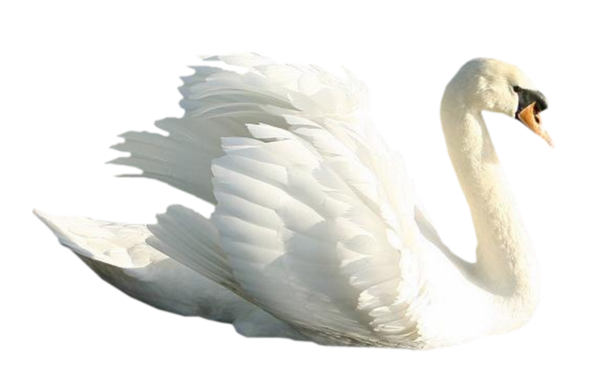 White Swan PNG Flying  For Photoshop