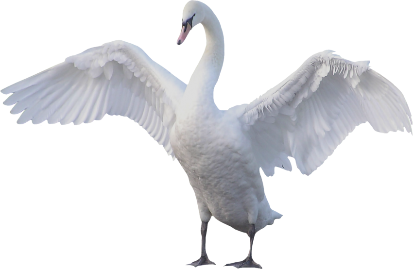 White Swan PNG Free images For Editing