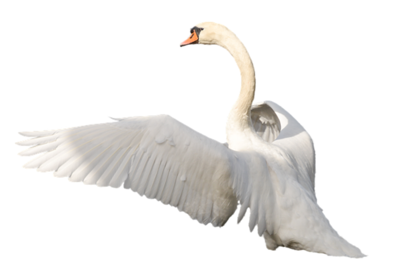 White Swan PNG Free images Full HD