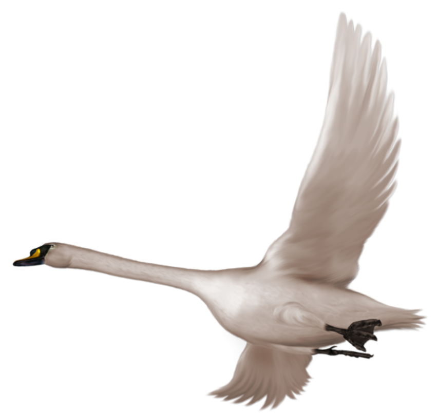 White Swan PNG Full HD For Photoshoot