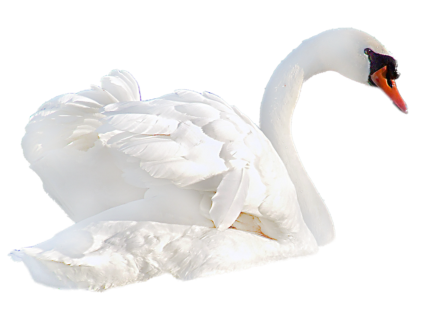 White Swan PNG Transparent Background Image