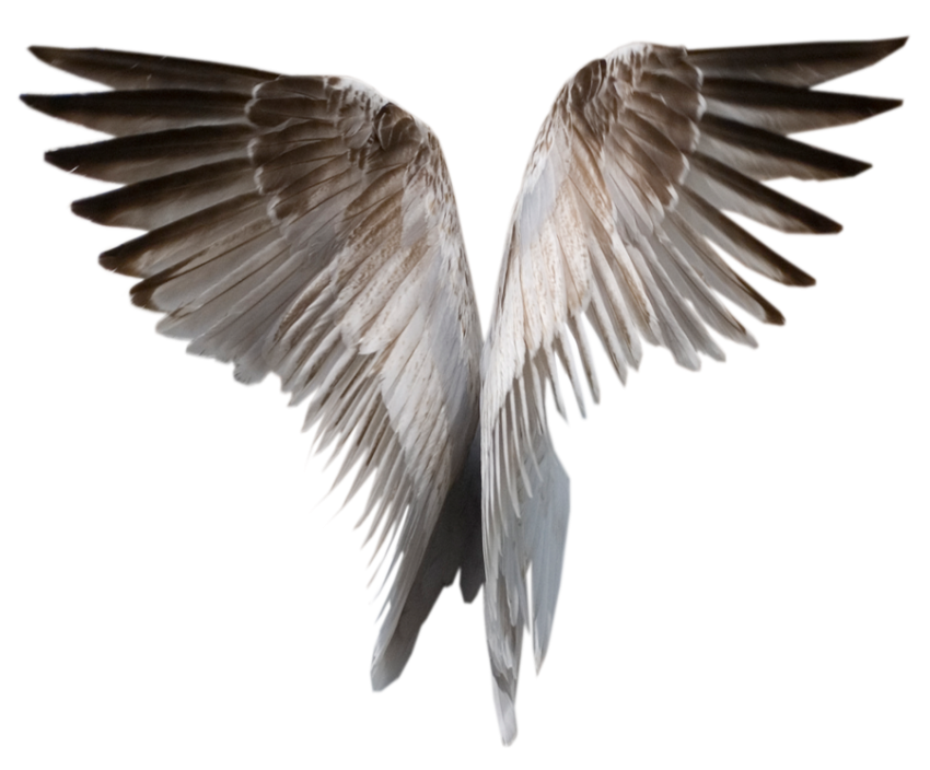 White Wings PNG Images Download