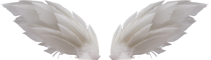 White Wings Transparent Background PNG