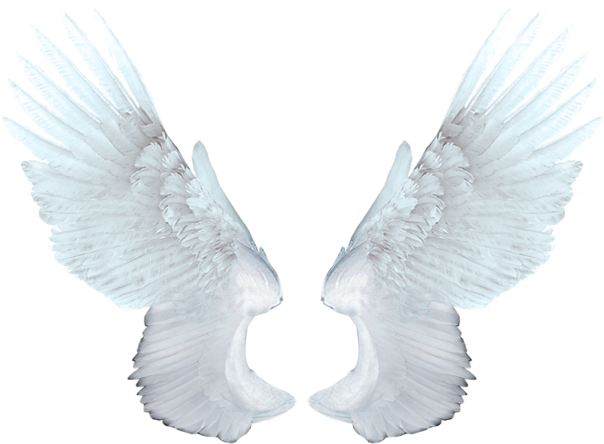 Wings Transparent PNG Image Hd