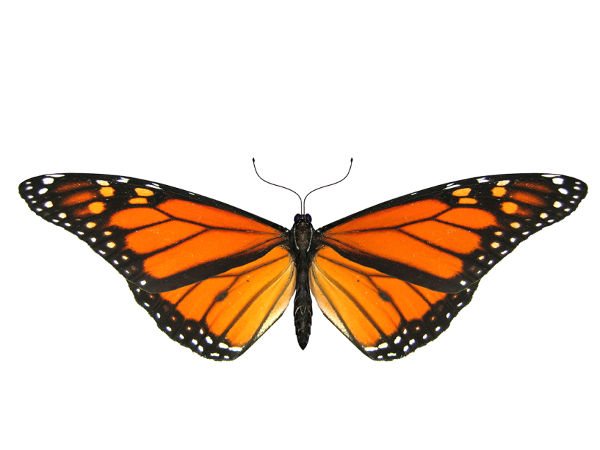 Yellow Butterfly Flying PNG Images Download
