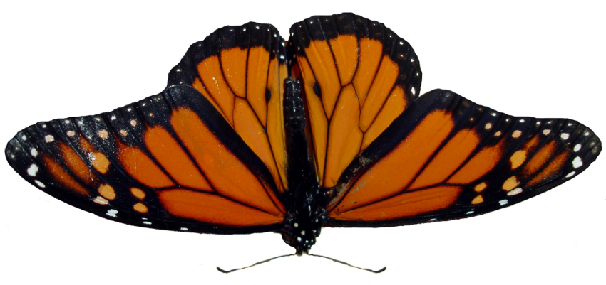 Yellow Butterfly Flying PNG Images HD