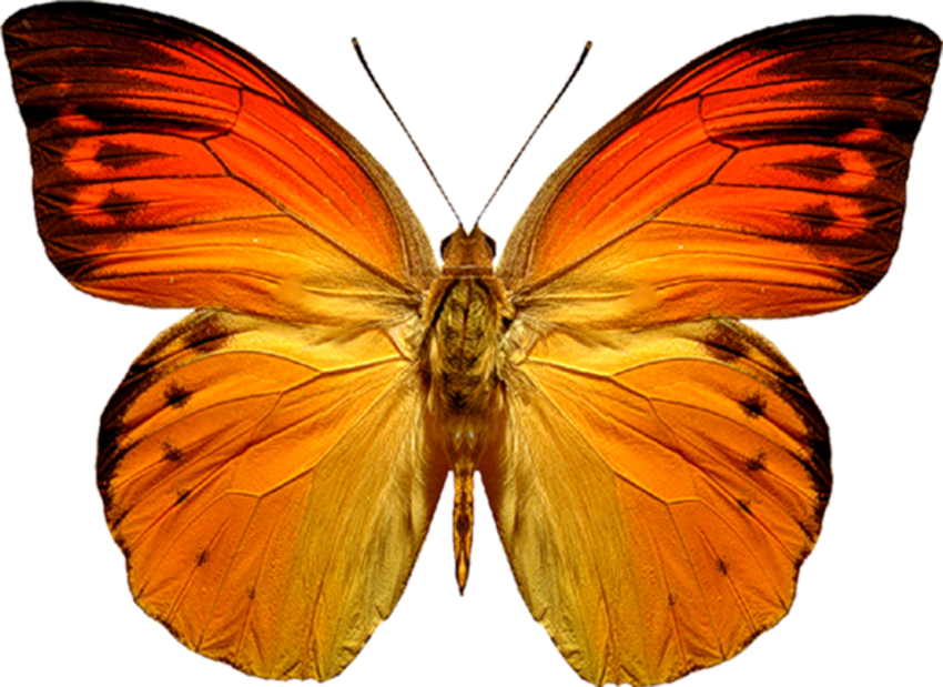 Yellow Butterfly PNG Images Download
