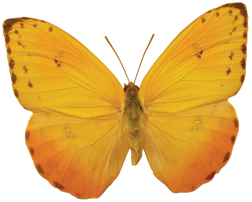 Yellow Color Butterfly PNG Images HD