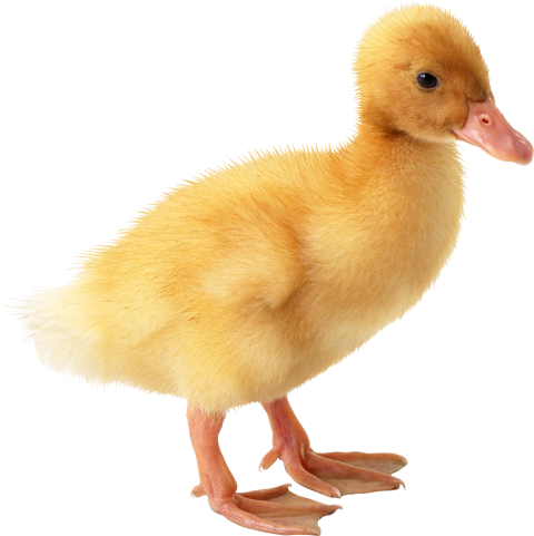 Yellow Duck Transparent PNG