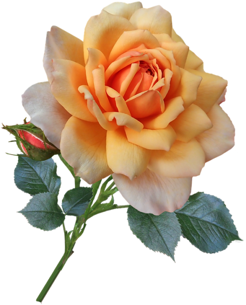 Yellow Flowers Png Images Full HD
