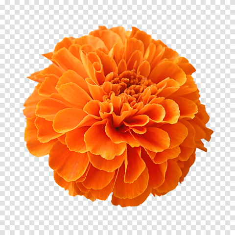 Yellow Marigold Flowers Image Png HD