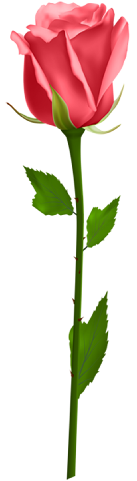 Yellow Pink  Rose Single Flower PNG