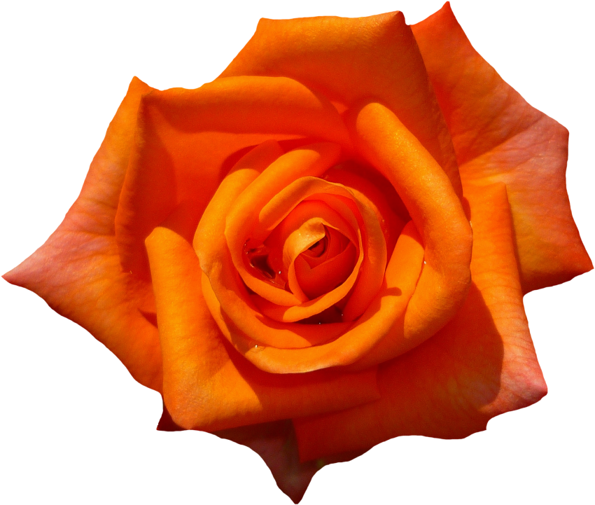 Yellow Red Rose Flower PNG image