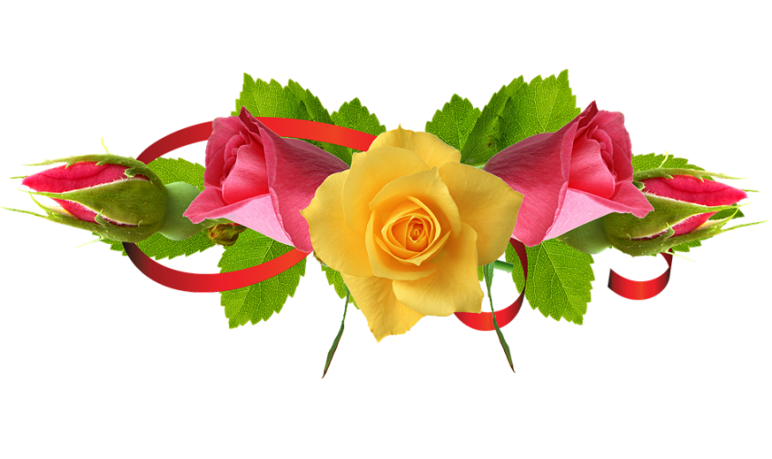 Yellow Rose Flower png Hd Rose PNG
