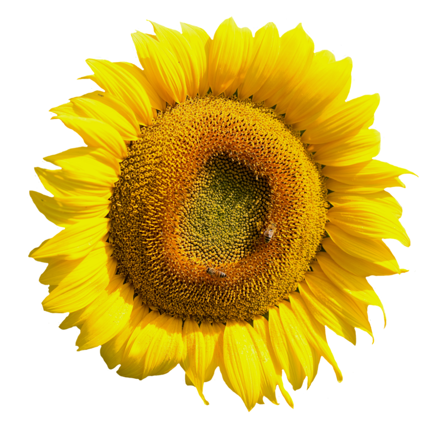 Yellow Sunflower Flower Png Transparent